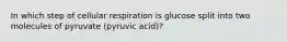 In which step of cellular respiration is glucose split into two molecules of pyruvate (pyruvic acid)?