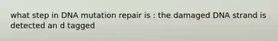 what step in DNA mutation repair is : the damaged DNA strand is detected an d tagged