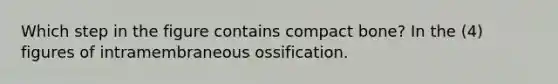 Which step in the figure contains compact bone? In the (4) figures of intramembraneous ossification.
