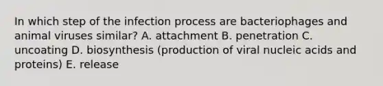 In which step of the infection process are bacteriophages and animal viruses similar? A. attachment B. penetration C. uncoating D. biosynthesis (production of viral nucleic acids and proteins) E. release