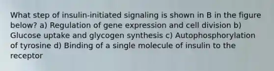 What step of insulin-initiated signaling is shown in B in the figure below? a) Regulation of gene expression and cell division b) Glucose uptake and glycogen synthesis c) Autophosphorylation of tyrosine d) Binding of a single molecule of insulin to the receptor