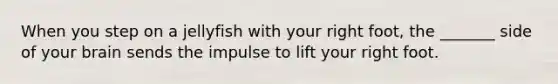 When you step on a jellyfish with your right foot, the _______ side of your brain sends the impulse to lift your right foot.