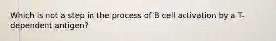 Which is not a step in the process of B cell activation by a T-dependent antigen?