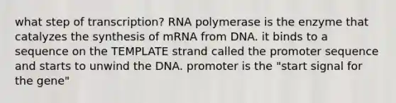 what step of transcription? RNA polymerase is the enzyme that catalyzes the synthesis of mRNA from DNA. it binds to a sequence on the TEMPLATE strand called the promoter sequence and starts to unwind the DNA. promoter is the "start signal for the gene"