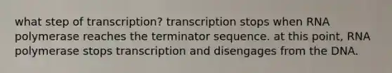 what step of transcription? transcription stops when RNA polymerase reaches the terminator sequence. at this point, RNA polymerase stops transcription and disengages from the DNA.