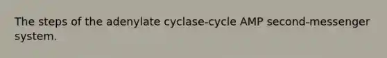 The steps of the adenylate cyclase-cycle AMP second-messenger system.