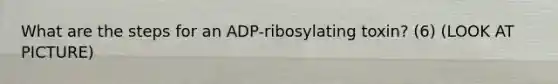 What are the steps for an ADP-ribosylating toxin? (6) (LOOK AT PICTURE)