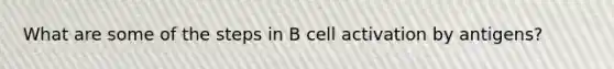 What are some of the steps in B cell activation by antigens?