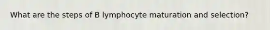 What are the steps of B lymphocyte maturation and selection?