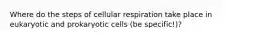 Where do the steps of cellular respiration take place in eukaryotic and prokaryotic cells (be specific!)?