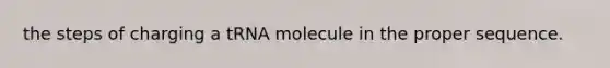 the steps of charging a tRNA molecule in the proper sequence.