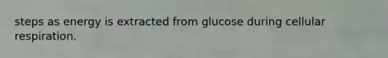 steps as energy is extracted from glucose during cellular respiration.