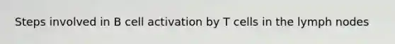 Steps involved in B cell activation by T cells in the lymph nodes