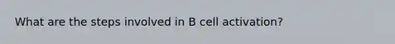 What are the steps involved in B cell activation?