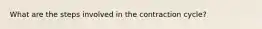 What are the steps involved in the contraction cycle?