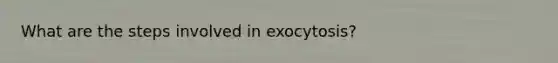 What are the steps involved in exocytosis?