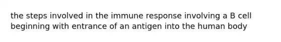 the steps involved in the immune response involving a B cell beginning with entrance of an antigen into the human body