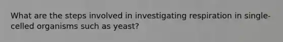 What are the steps involved in investigating respiration in single-celled organisms such as yeast?