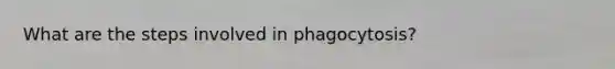 What are the steps involved in phagocytosis?