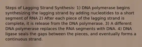 Steps of Lagging Strand Synthesis: 1) DNA polymerase begins synthesizing the lagging strand by adding nucleotides to a short segment of RNA 2) After each piece of the lagging strand is complete, it is release from the DNA polymerase. 3) A different DNA polymerase replaces the RNA segments with DNA. 4) DNA ligase seals the gaps between the pieces, and eventually forms a continuous strand.