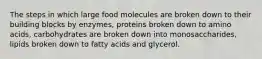 The steps in which large food molecules are broken down to their building blocks by enzymes, proteins broken down to amino acids, carbohydrates are broken down into monosaccharides, lipids broken down to fatty acids and glycerol.