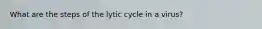 What are the steps of the lytic cycle in a virus?