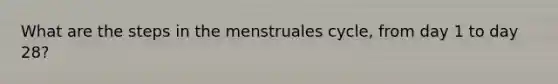 What are the steps in the menstruales cycle, from day 1 to day 28?