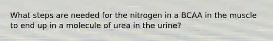 What steps are needed for the nitrogen in a BCAA in the muscle to end up in a molecule of urea in the urine?