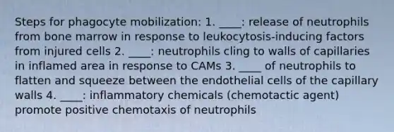 Steps for phagocyte mobilization: 1. ____: release of neutrophils from bone marrow in response to leukocytosis-inducing factors from injured cells 2. ____: neutrophils cling to walls of capillaries in inflamed area in response to CAMs 3. ____ of neutrophils to flatten and squeeze between the endothelial cells of the capillary walls 4. ____: inflammatory chemicals (chemotactic agent) promote positive chemotaxis of neutrophils