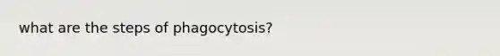 what are the steps of phagocytosis?