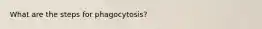 What are the steps for phagocytosis?