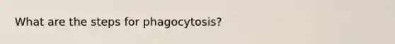 What are the steps for phagocytosis?