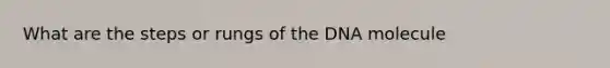 What are the steps or rungs of the DNA molecule