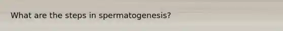 What are the steps in spermatogenesis?