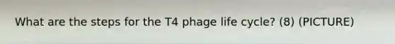 What are the steps for the T4 phage life cycle? (8) (PICTURE)