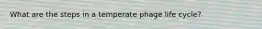 What are the steps in a temperate phage life cycle?