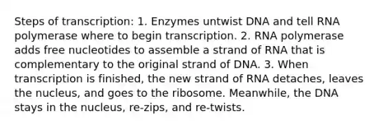 Steps of transcription: 1. Enzymes untwist DNA and tell RNA polymerase where to begin transcription. 2. RNA polymerase adds free nucleotides to assemble a strand of RNA that is complementary to the original strand of DNA. 3. When transcription is finished, the new strand of RNA detaches, leaves the nucleus, and goes to the ribosome. Meanwhile, the DNA stays in the nucleus, re-zips, and re-twists.