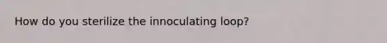 How do you sterilize the innoculating loop?