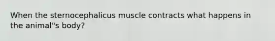 When the sternocephalicus muscle contracts what happens in the animal"s body?