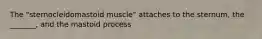 The "sternocleidomastoid muscle" attaches to the sternum, the _______, and the mastoid process