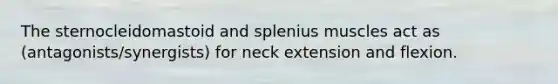 The sternocleidomastoid and splenius muscles act as (antagonists/synergists) for neck extension and flexion.