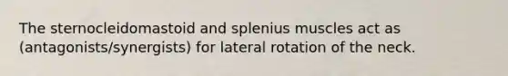 The sternocleidomastoid and splenius muscles act as (antagonists/synergists) for lateral rotation of the neck.