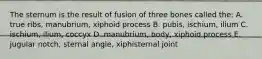 The sternum is the result of fusion of three bones called the: A. true ribs, manubrium, xiphoid process B. pubis, ischium, ilium C. ischium, ilium, coccyx D. manubrium, body, xiphoid process E. jugular notch, sternal angle, xiphisternal joint