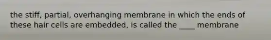 the stiff, partial, overhanging membrane in which the ends of these hair cells are embedded, is called the ____ membrane