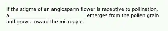 If the stigma of an angiosperm flower is receptive to pollination, a _______________ ________________ emerges from the pollen grain and grows toward the micropyle.