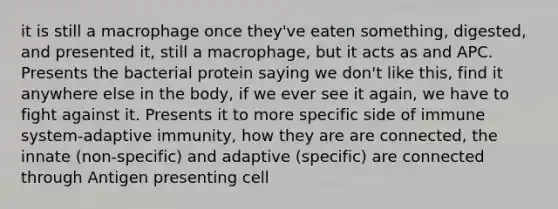 it is still a macrophage once they've eaten something, digested, and presented it, still a macrophage, but it acts as and APC. Presents the bacterial protein saying we don't like this, find it anywhere else in the body, if we ever see it again, we have to fight against it. Presents it to more specific side of immune system-adaptive immunity, how they are are connected, the innate (non-specific) and adaptive (specific) are connected through Antigen presenting cell