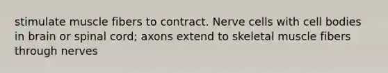 stimulate muscle fibers to contract. Nerve cells with cell bodies in brain or spinal cord; axons extend to skeletal muscle fibers through nerves