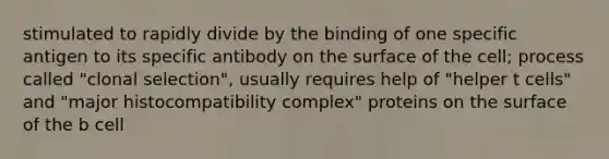 stimulated to rapidly divide by the binding of one specific antigen to its specific antibody on the surface of the cell; process called "clonal selection", usually requires help of "helper t cells" and "major histocompatibility complex" proteins on the surface of the b cell