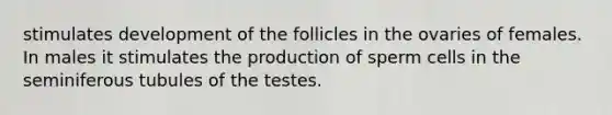 stimulates development of the follicles in the ovaries of females. In males it stimulates the production of sperm cells in the seminiferous tubules of the testes.