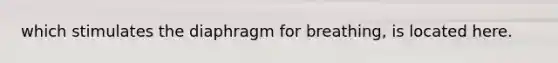 which stimulates the diaphragm for breathing, is located here.